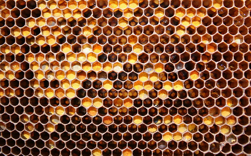Beehive, cute honeycomb HD wallpaper
