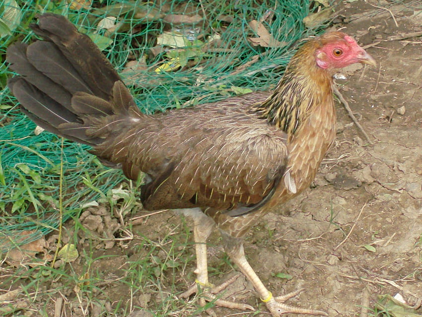 Indian Hen HD wallpaper | Pxfuel