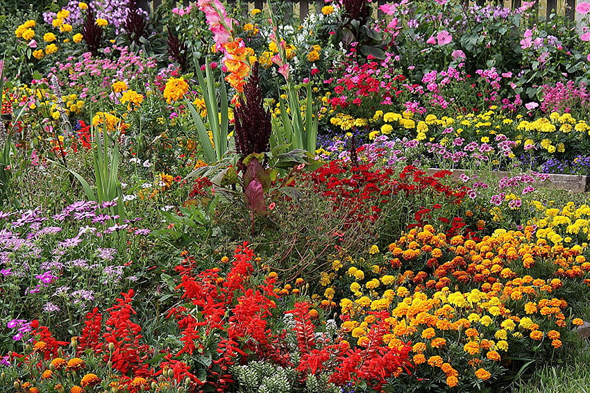 Taman bunga Crocosmia Tagetes Tanaman kosmos Banyak, bunga Wallpaper HD