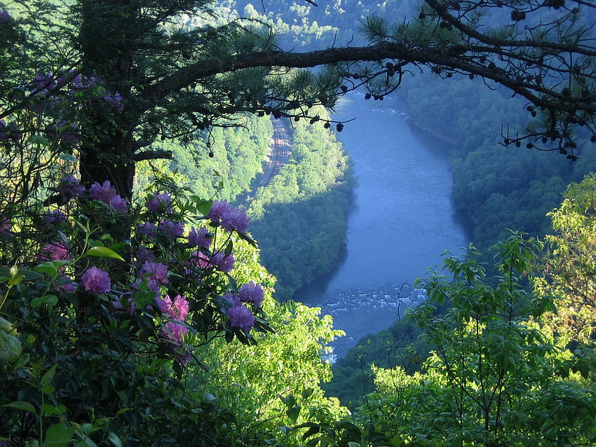Escena de Río Nuevo. Fíjate en el rododendro. Crecen como, rododendro West Virginia fondo de pantalla