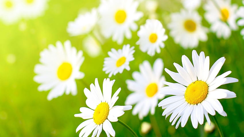 2 Daisy HD wallpaper | Pxfuel