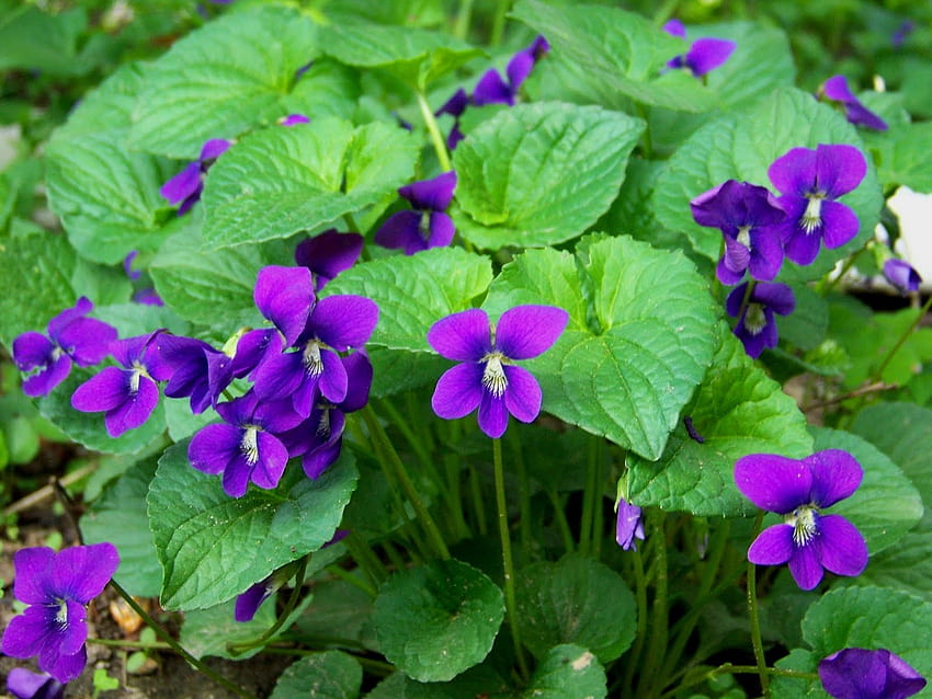 Flor: violetas y pensamientos, violeta azul común fondo de pantalla