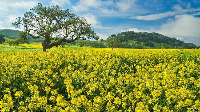 Field Yellow Flowers Mustard 8462 HD wallpaper