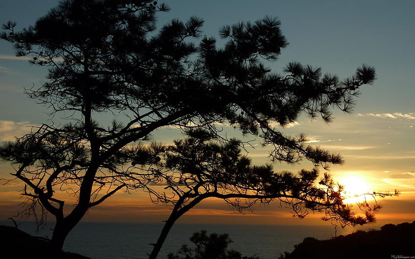 Best 5 Torrey Pines on Hip, sunset behind the pines HD wallpaper