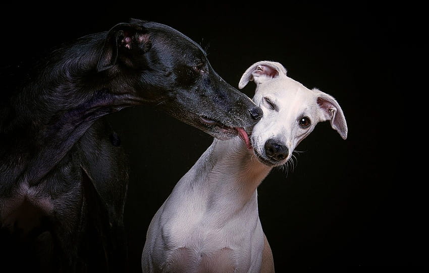 white, black, feelings, kiss, breed , section собаки, whippet HD wallpaper
