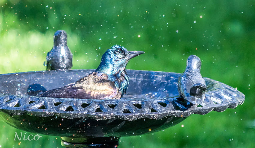 : blue, summer, bird, bath, outdoor, grackle, bleu, bain, ete, oiseaux, dehors, quiscalebronz, coubleu 2965x1727, summer bird HD wallpaper