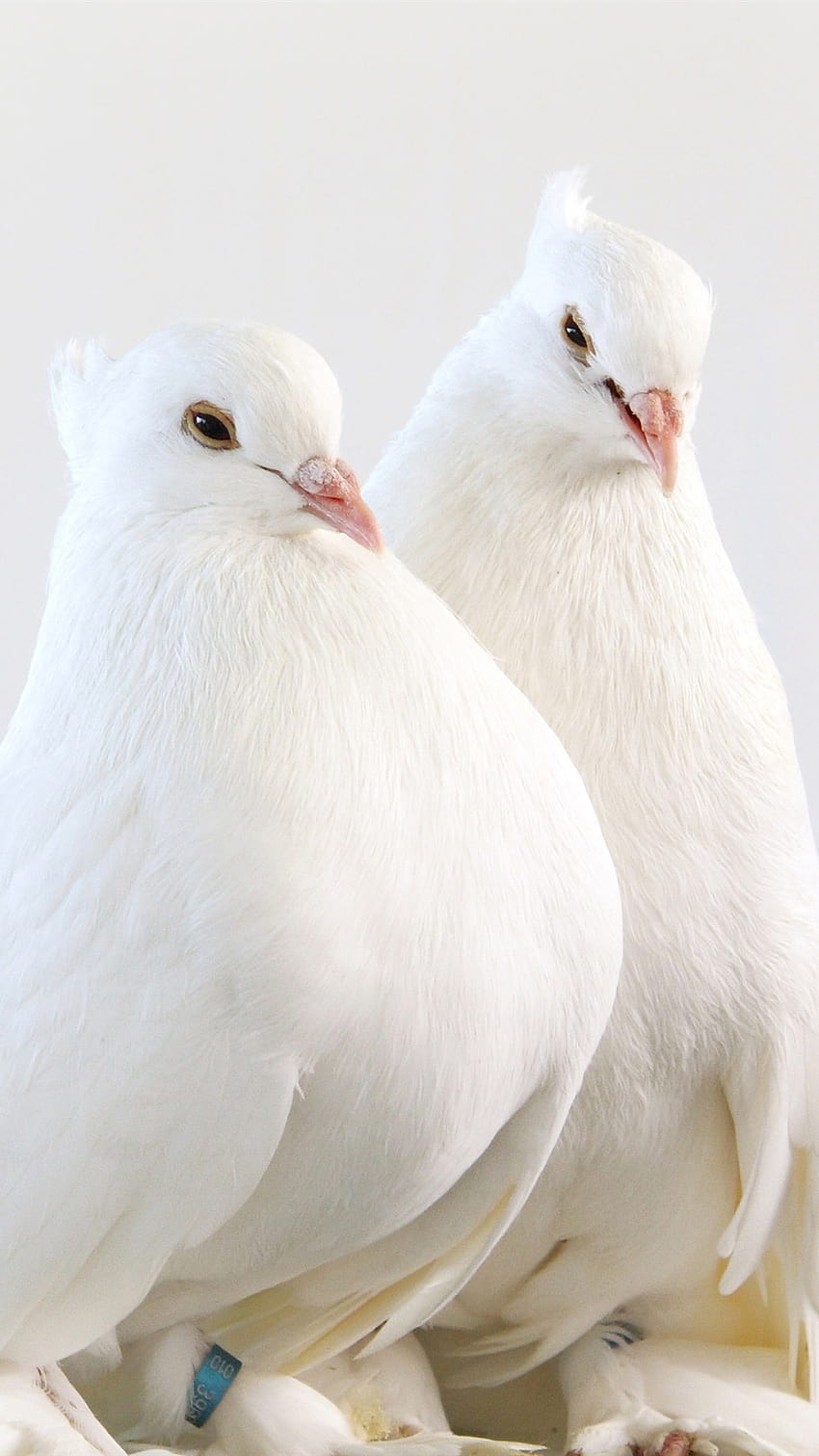 Białe gołębie, jedna para ptaków 1080x1920 iPhone 8/7/6/6S Plus , tło Tapeta na telefon HD