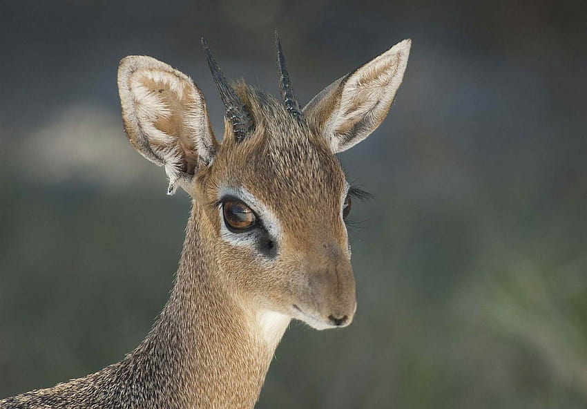 Best 5 Dik Dik on Hip HD wallpaper | Pxfuel