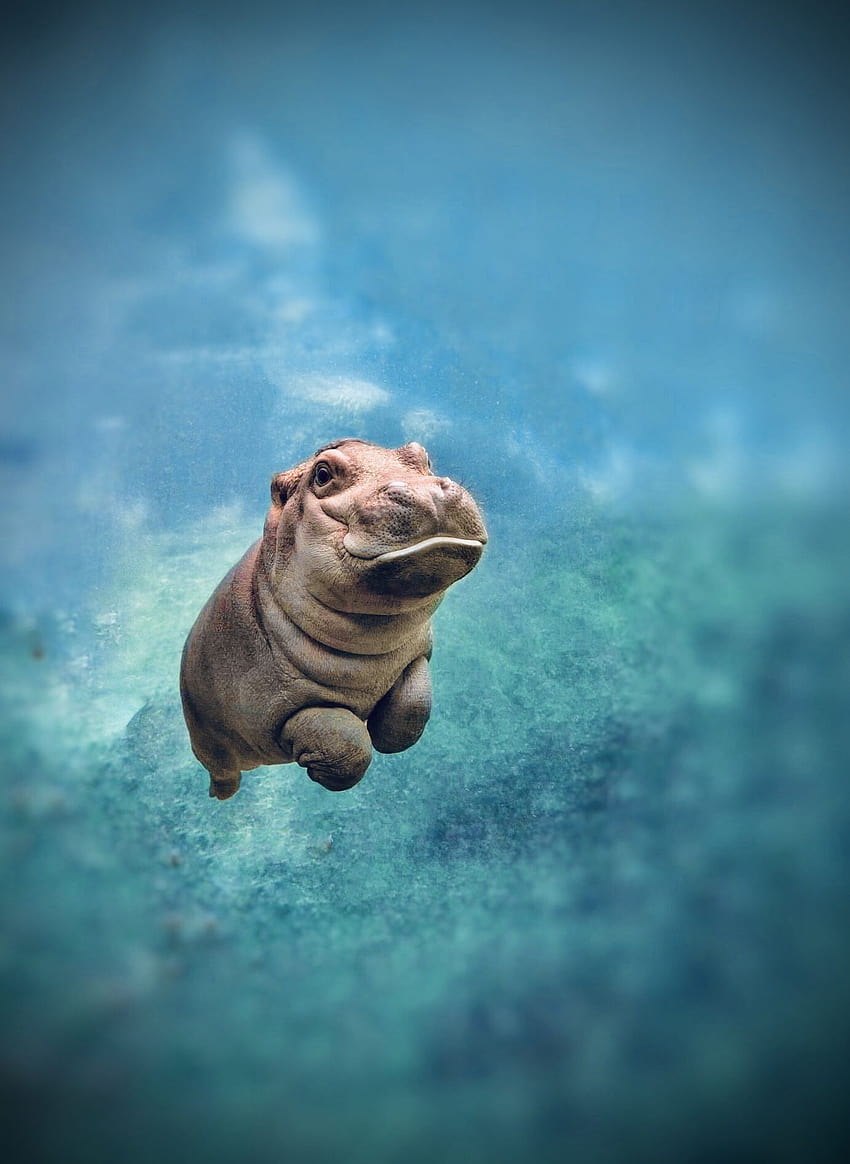 Baby Hippo – affordable wall mural – Photowall