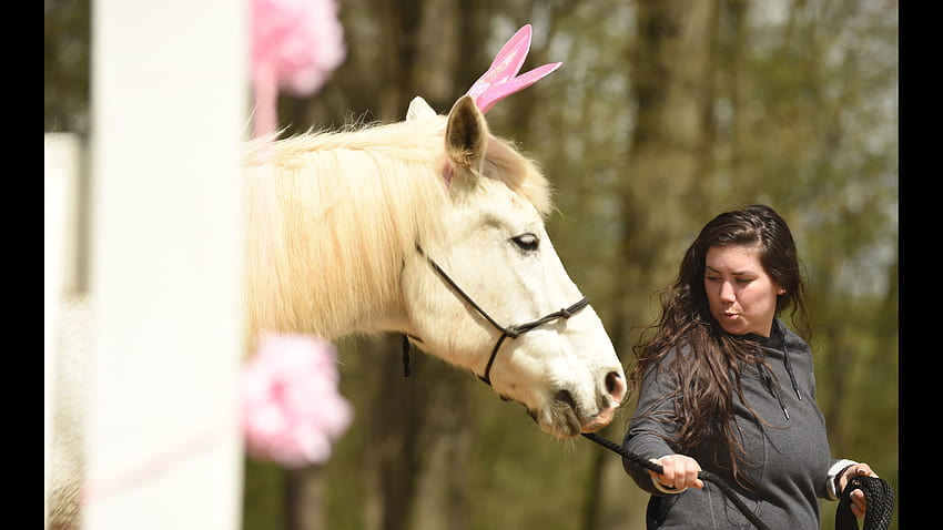 Happy on Hooves says 'neigh' to traditional Easter as kids hunt for eggs on horseback HD wallpaper