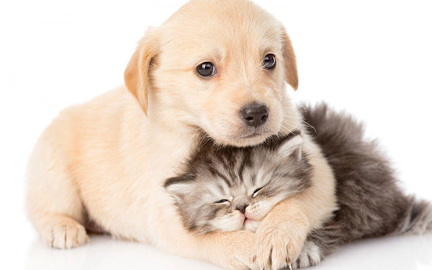 ลูกแมว ลูกหมา นอน แมว น่ารัก สองสาม สัตว์ สีขาว สุนัขตลก แมว ลูกแมวและลูกหมา วอลล์เปเปอร์ HD