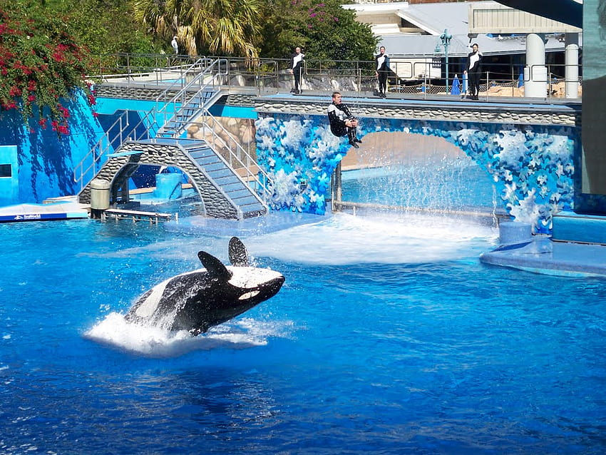 Seaworld wwwhigh definition com [1024x768] for your , Mobile & Tablet ...