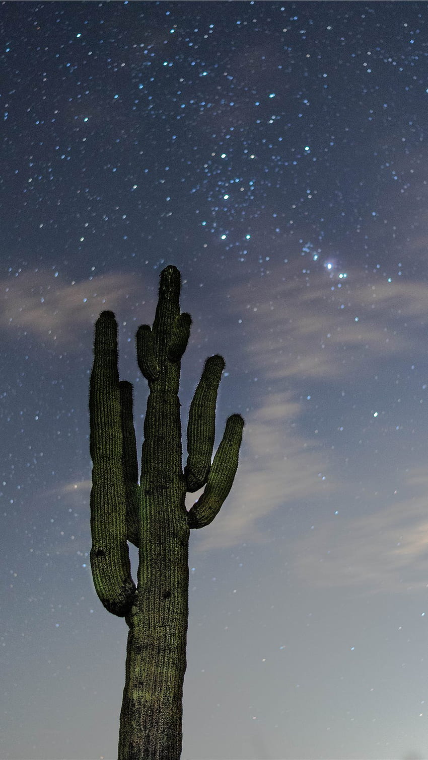 low angle graphy of green cactus iPhone, cactus jack logo HD phone wallpaper