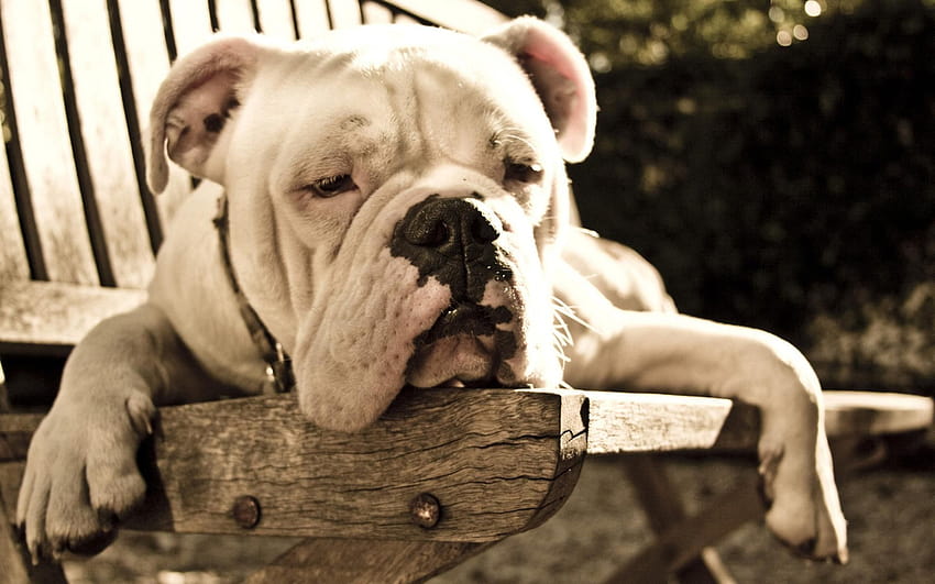 are olde english bulldogge puppies lazy