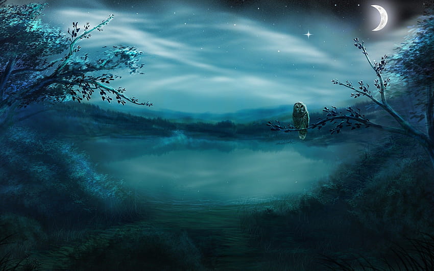 Night Owl, good night forest HD wallpaper