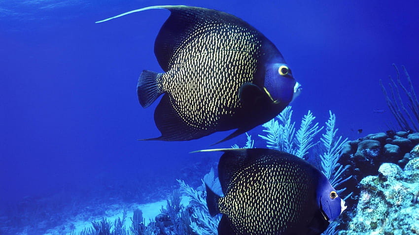 Poisson-ange français Fond d'écran HD