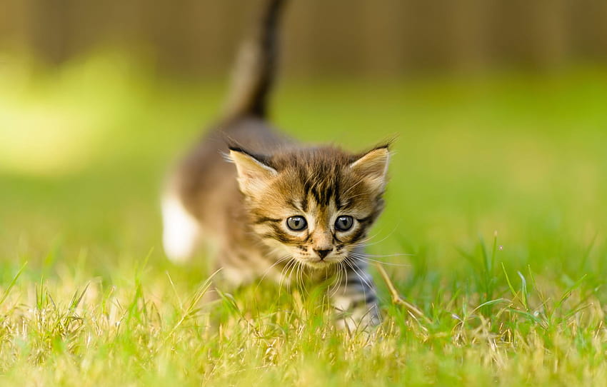 котка, лято, трева, поглед, природа, поза, коте, сиво, заден план, поляна, крака, мъгла, малко, бебе, муцунка, разходка , раздел кошки, малки летни котки HD тапет