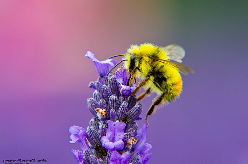 2560x1700 Honey Bee Lavendar Nectar 크롬북 픽셀, 배경 및 HD 월페이퍼