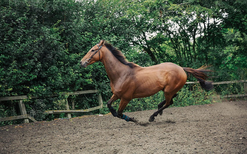 Ein braunes Vollblut-Rennpferd in einer Koppel HD-Hintergrundbild