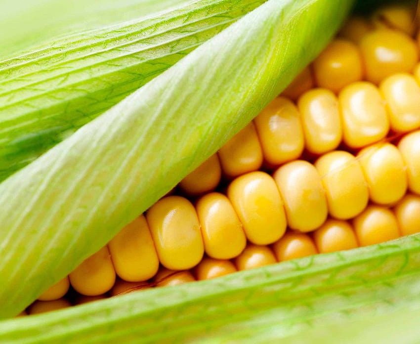 Best 3 Corn on Hip, maize HD wallpaper