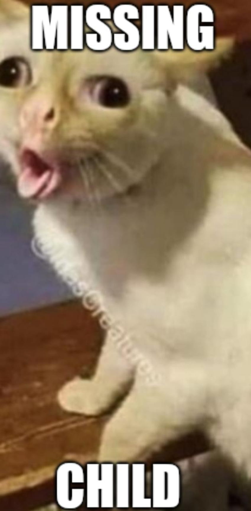 Weird cat mouth by Kblazer99 HD phone wallpaper