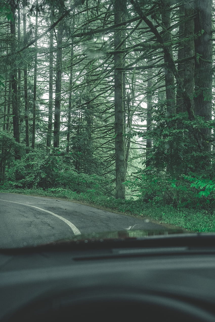 tall green trees beside road at daytime – Grey, tall green trees forest HD phone wallpaper