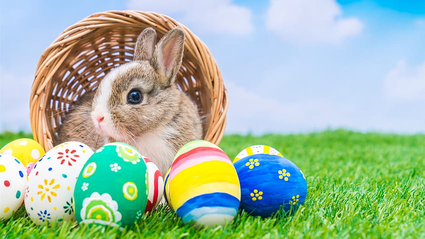 Цветни великденски яйца, заек, кошница, зелена трева, куче Великден HD тапет
