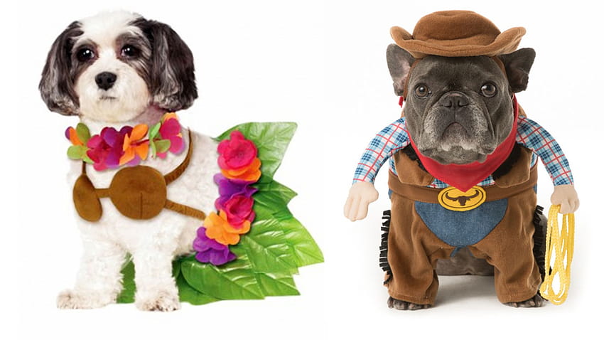 Pomysły na kostiumy dla psów na Halloween: 32 łatwe, urocze kostiumy dla twojego psa, chomika na Halloween Tapeta HD