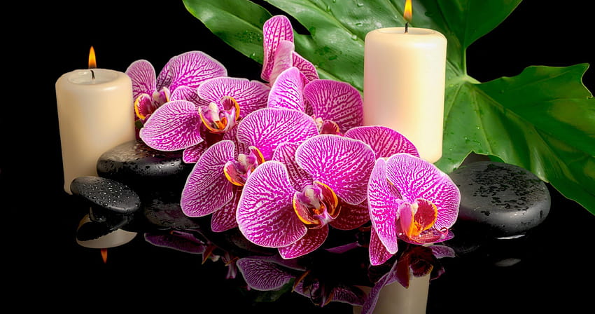 velas spa y orquidea ultra » Paredes de alta calidad, flor orquidea ultra fondo de pantalla
