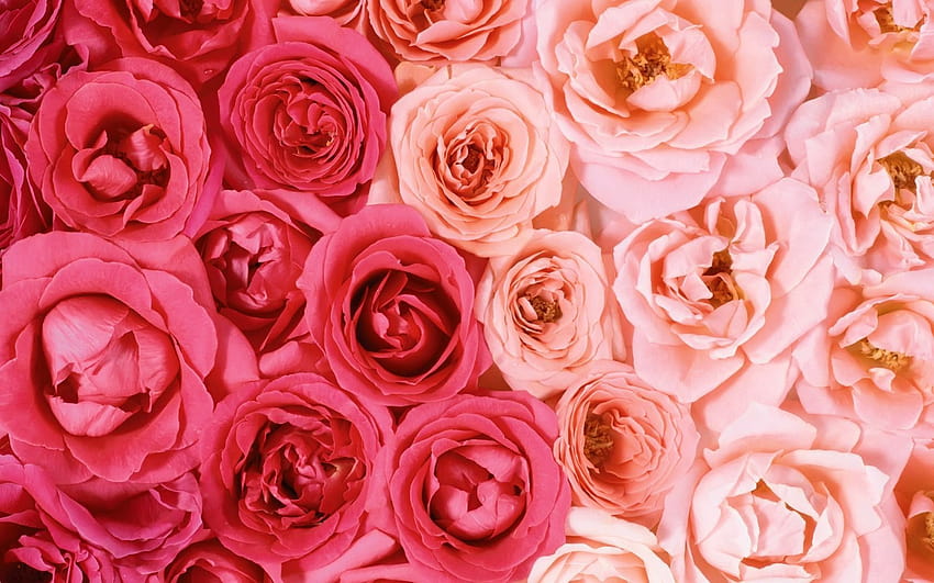 Red Rose Aesthetic Computer on Dog, pink rose aesthetic HD wallpaper