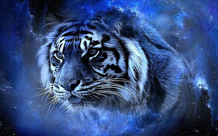 The real tiger HD wallpapers | Pxfuel