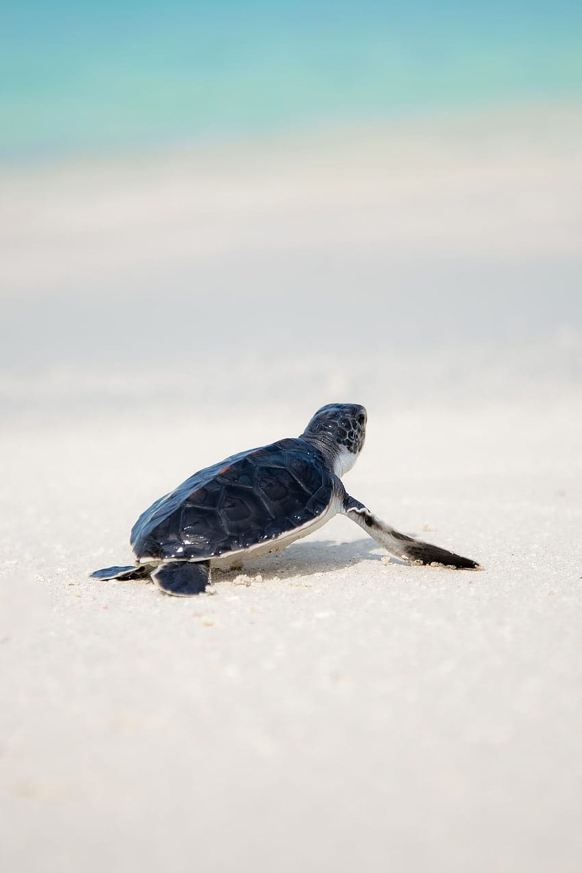 focused of a sea turtle walking on the seashore – Animal, loggerhead sea turtle HD phone wallpaper