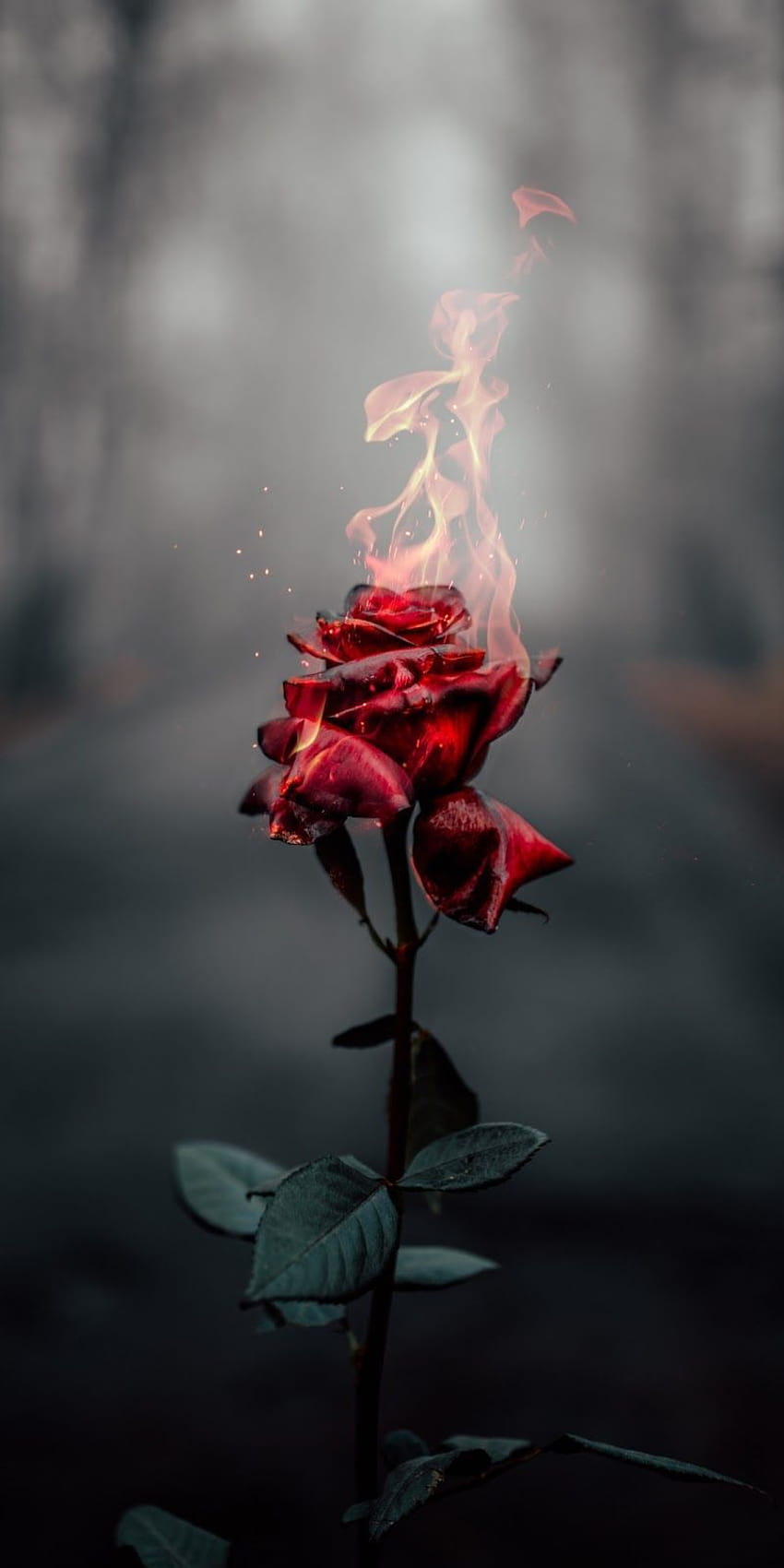 Traurige Blume, traurige Rosen HD-Handy-Hintergrundbild