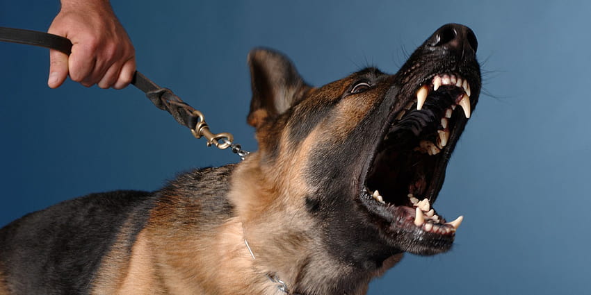 Pensiunan Dianiaya Sampai Mati Oleh Sekelompok Anjing Sendiri, anjing berbahaya Wallpaper HD