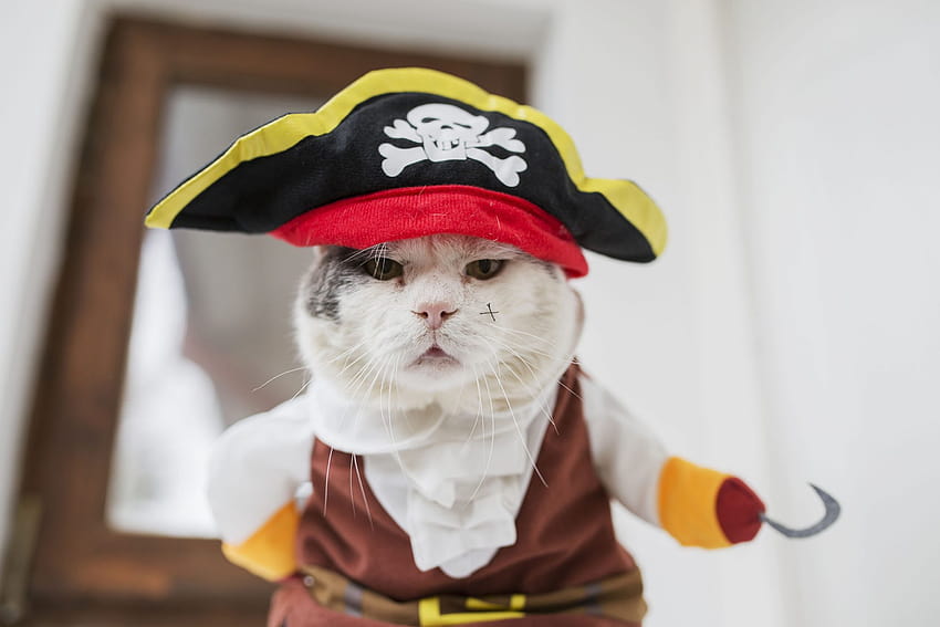 14 Bewitchingly Cute Cat Halloween to Get You in the Spooky Spirit ...