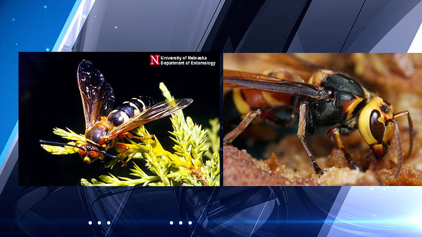 Um professor da UNL esclarece confusões locais sobre vespas papel de parede HD