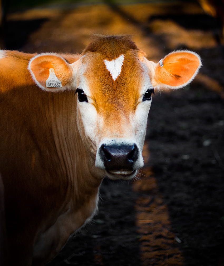 Cattle, fat cow HD phone wallpaper