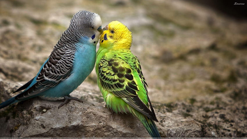 Love Of Two Birds HD wallpaper
