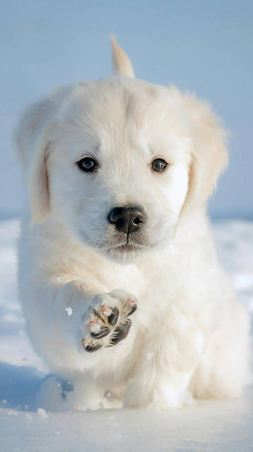 Cute Dog, pretty dogs HD phone wallpaper | Pxfuel