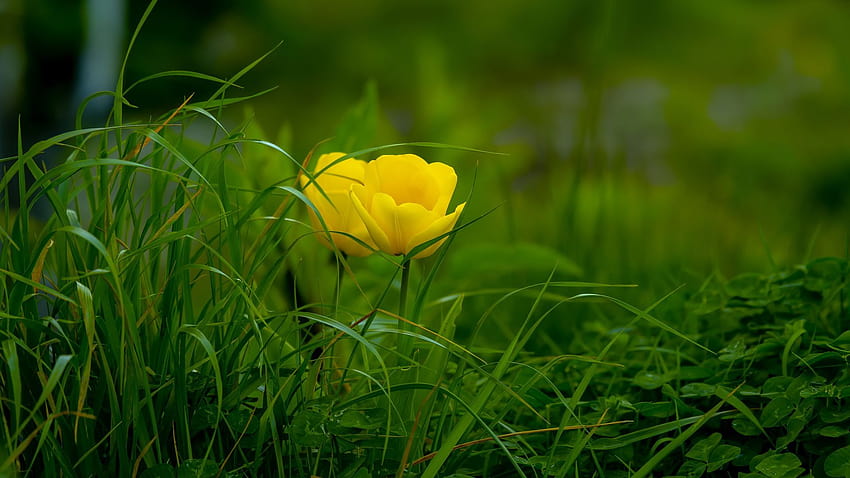 Żółte Kwitnące Rośliny Zielone Tapeta HD
