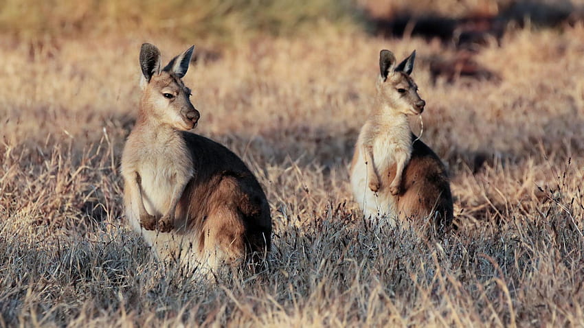 Common Wallaroo [Bushpea 4/6], wallaroos HD wallpaper | Pxfuel