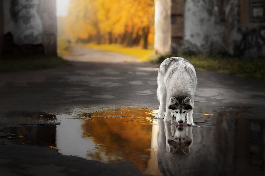 Thirsty Siberian Husky drinking from a puddle of water HD wallpaper