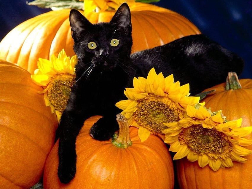 Halloweenowy kotek, słodki kot halloween Tapeta HD