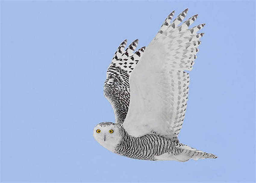 Snowy Owl sighting in downtown Peterborough – Our Changing Seasons, snowy owls HD wallpaper