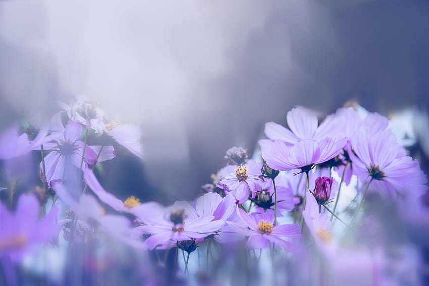 backgrounds nature Flower mexican aster. purple flowers. backgrounds blur. Flower, Space for text. 3823525 Stock at Vecteezy, spring blur HD wallpaper