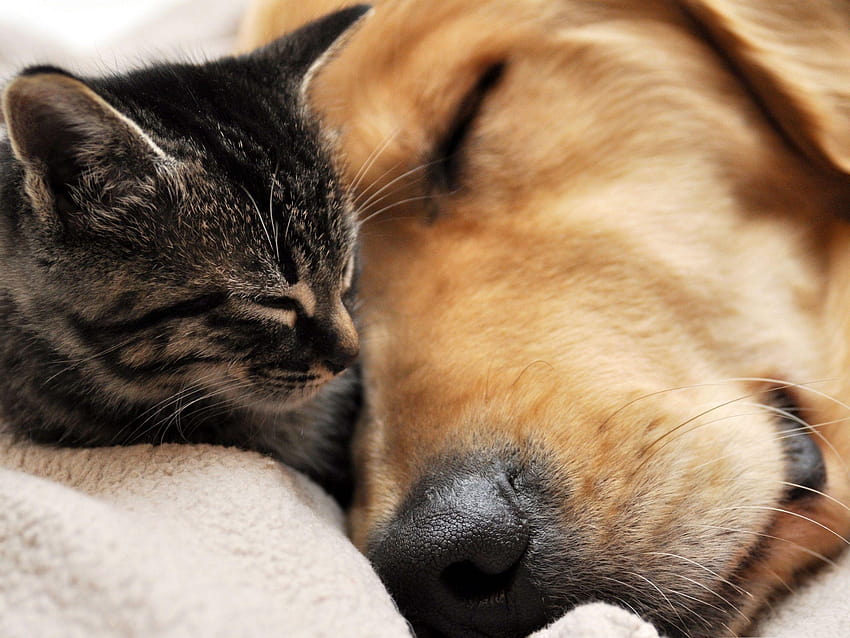 Kitten and Puppy Android Apps on Google Play HD wallpaper