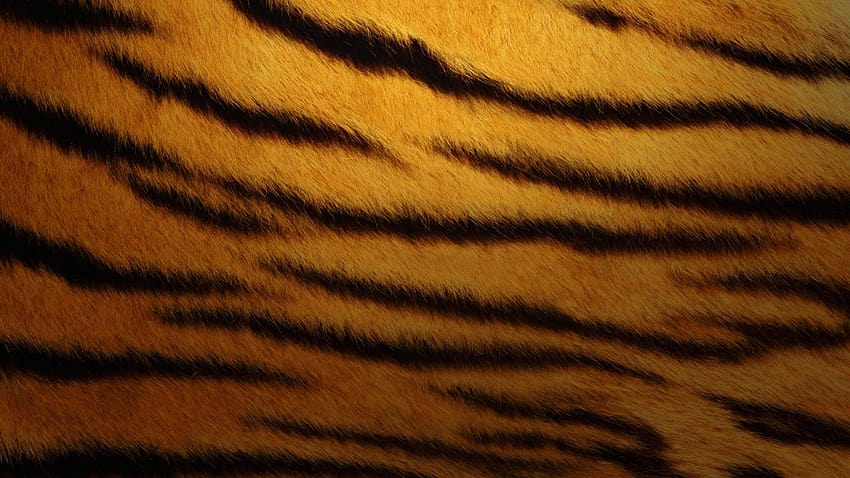 peau de tigre imprimé animal 1920x1080 Haute qualité, haute définition, peau d'animal Fond d'écran HD