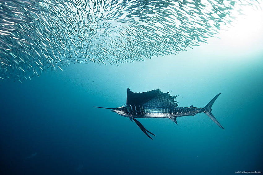 Sailfish and bait fish. : pics, sail fish HD wallpaper
