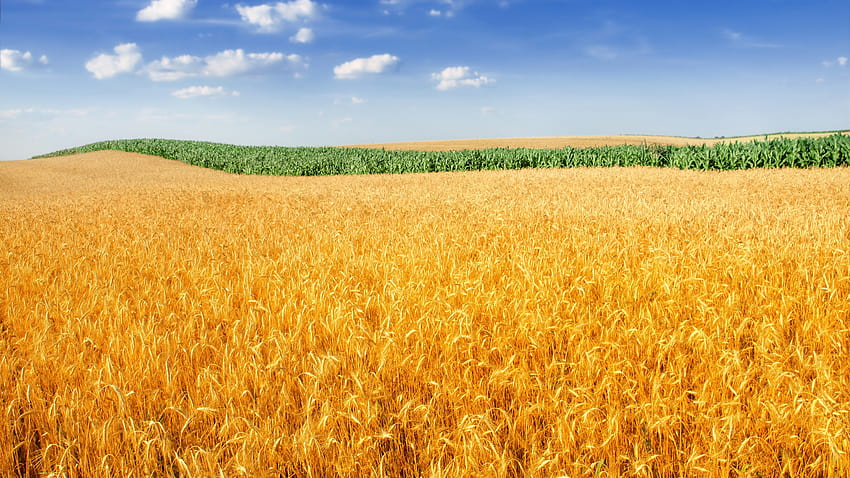 Wheat field, Landscape, Crop, Farm, Nature, fields of wheat HD wallpaper