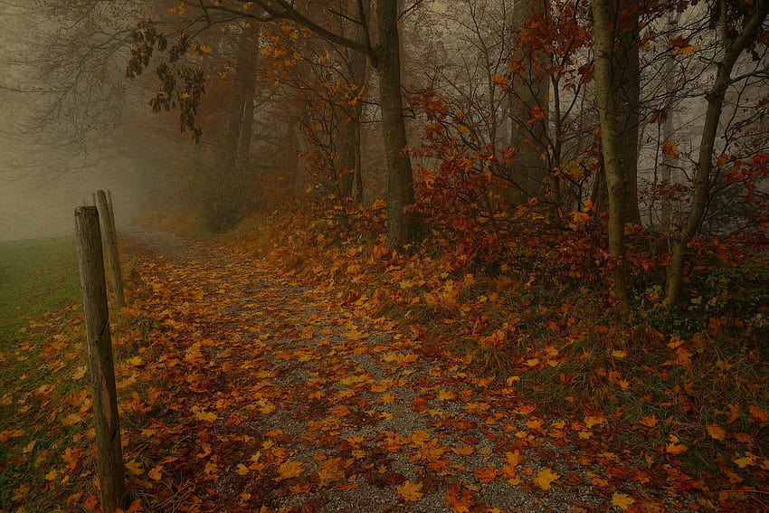 5404544 6000x4000, misty autumn forest path HD wallpaper